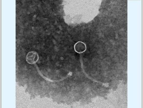 Bacteriophage